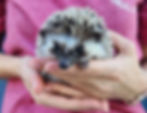 Baby hedgehog for sale