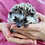 Baby hedgehog for sale