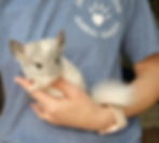 Chinchilla baby for sale Stormy