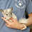 Chinchilla baby for sale Stormy
