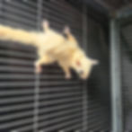 Sugar glider for sale