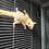 Sugar glider for sale