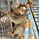 Marmoset monkey for sale