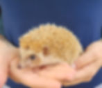 hedgehog for sale