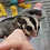 Thumbnail: Goforth - Male Sugar Glider PRICE $350