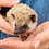 Thumbnail: Mayor - Male Hedgehog PRICE $295