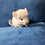 Chinchilla baby for sale Deedee
