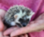 Baby hedgehog for sale