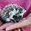Baby hedgehog for sale