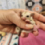 Sugar Glider baby for sale