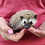 Thumbnail: Madden - Male Hedgehog PRICE $295