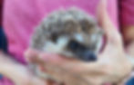 Baby hedgehog for sale