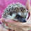 Baby hedgehog for sale