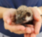 Hedgehog baby for sale