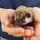 Hedgehog baby for sale