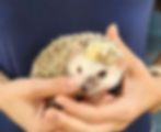 hedgehog for sale
