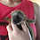 Brown lemur for sale breeder Texas