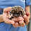 Thumbnail: Montego - Male Hedgehog PRICE $295