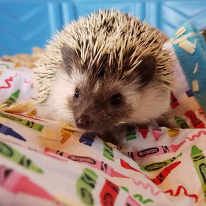Owning a pet hedgehog | A Complete Hedgehog Care Guide with feeding, handling and housing info