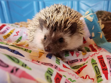 Owning a pet hedgehog | A Complete Hedgehog Care Guide with feeding, handling and housing info