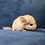 Chinchilla baby for sale Quinn