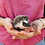 Sansa - Female Baby Hedgehog