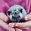 Baby hedgehog for sale
