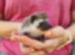 Hedgehog babies for sale Nuna