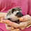 Hedgehog babies for sale Nuna