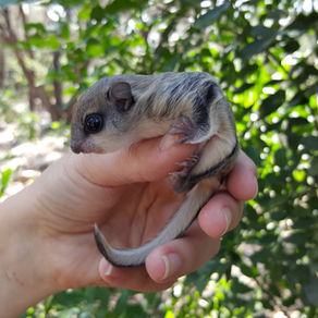 Sugar Gliders Vs. Flying Squirrels | What is the difference?