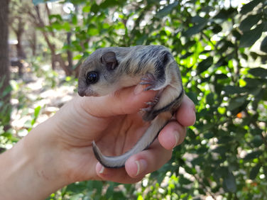 Sugar Gliders Vs. Flying Squirrels | What is the difference?