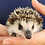 Baby hedgehog for sale breeder