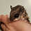 Thumbnail: Gwennette - Flying Squirrel Baby Female PRICE $900