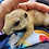 Thumbnail: Raisin - Prairie Dog Pup Male - PRICE $400