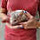 Thumbnail: Sundae- Male Chinchilla PRICE $595