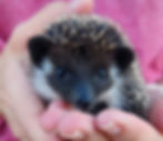 Baby hedgehog for sale