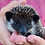 Baby hedgehog for sale