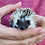 Baby hedgehog for sale