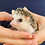 Baby hedgehog for sale breeder