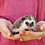 Hedgehog babies for sale Ingrid