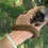 Thumbnail: Taos - Brown Lemur Male Baby PRICE $6500