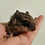 Thumbnail: Gwennette - Flying Squirrel Baby Female PRICE $900