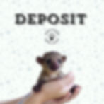 Kinkajou Baby Pet For Sale