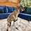 Thumbnail: River- Female Baby Red Kangaroo PRICE $8000