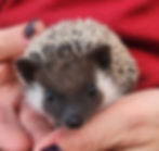 hedgehog for sale