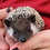 hedgehog for sale