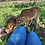 Walnut- Mini Zebu Tame Bottle Bull Calf