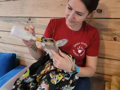 Owning a pet Kangaroo | A Complete Kangaroo pet Care Guide with feeding, housing and care