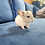 Chinchilla baby for sale Stormy