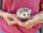 Velma- Female Baby Hedgehog